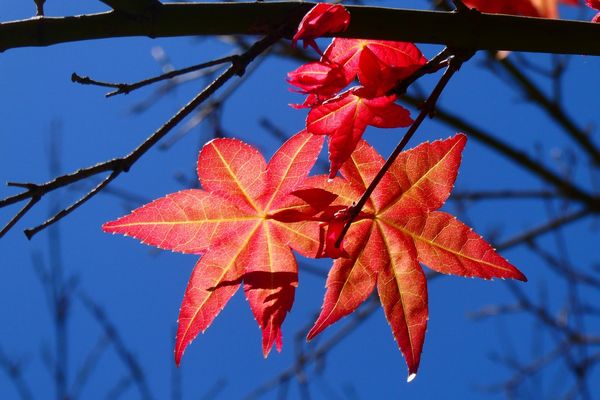 Maple 「楓」 – Kyorinrin's Writing Dump